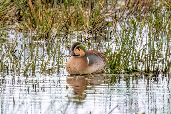 Baikal teal