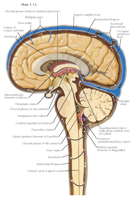 MATURE BRAIN VENTRICLES