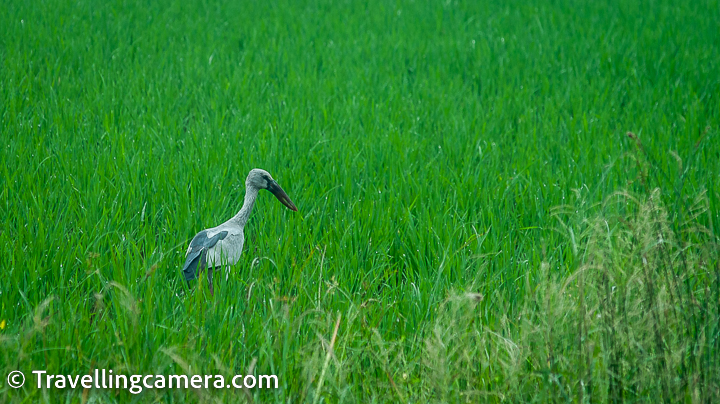 The Asian openbill is one of the bird species that can be found in Pulicat Lake. The Asian openbill (Anastomus oscitans) is a large stork that is easily recognizable by its distinctive beak, which has a gap between the upper and lower mandibles that is used to feed on snails, which are its primary food source.
