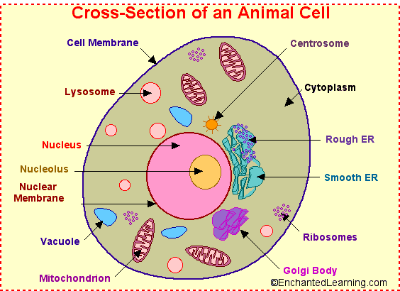  called a cytotoxic compound ("cell. Diagram 