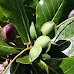 Almond Tree