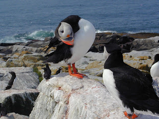 Funny Atlantic Puffin