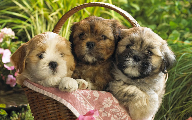 Cute Puppies Wallpapers