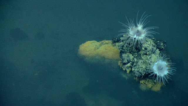 As scientists discover marine life in deep ocean brine pools, they warn that lithium extraction from the pools must be regulated in order to avoid further biodiversity loss in the oceans.  Credit: NOAA