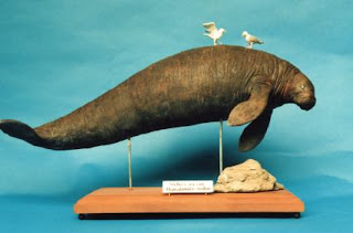 Giant Steller's Sea Cow