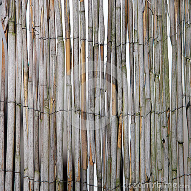Bamboo Canes8