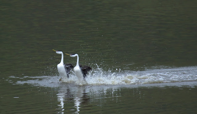 Courtship dance of Western Grebe