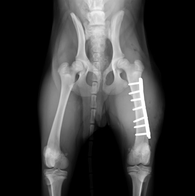 placa y tornillos en fractura de fémur en cachorro