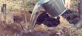 Regular and consistent tree watering for vigorous growth