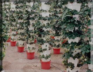 El Cultivo De La Fresa En Hidropona Hidropona Espaa I