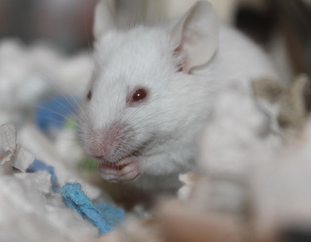 pruebas de laboratorio con ratones curiosciencia