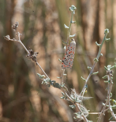 Crimson Speckled Footman (Utetheisa pulchella)