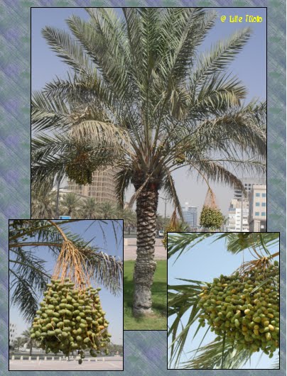 dried dates fruit. photo : dried dates fruit,