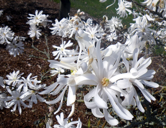  Magnolia Stellata / White Star Magnolia flowers