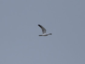 Pallid Harrier - Forest of Bowland, Lancashire