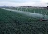 What is Green Revolution in India - Positive Effect, Negative Effect And Dr. MS Swaminathan Report