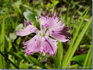 Dianthus