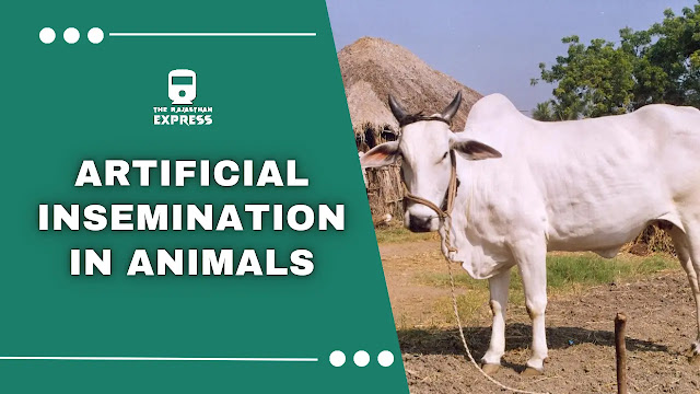 ai in cattle ,artificial insemination in cattle  ,artificial insemination in cows  ,ai cows  ,artificial insemination in animal  ,ai in goat  ,cow insemination  ,ai breeding  ,cow insemination gloves  ,artificial breeding cows  ,artificial breeding in cattle  ,artificial insemination bovine  ,artificial insemination cat  ,bovine ai  ,duck artificial insemination,