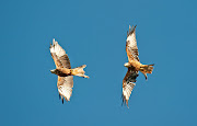 These are some of the flight images I took at Watlington a couple of weeks . (edited filtered)