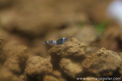 Caridina cf cantonensis 'Panda'