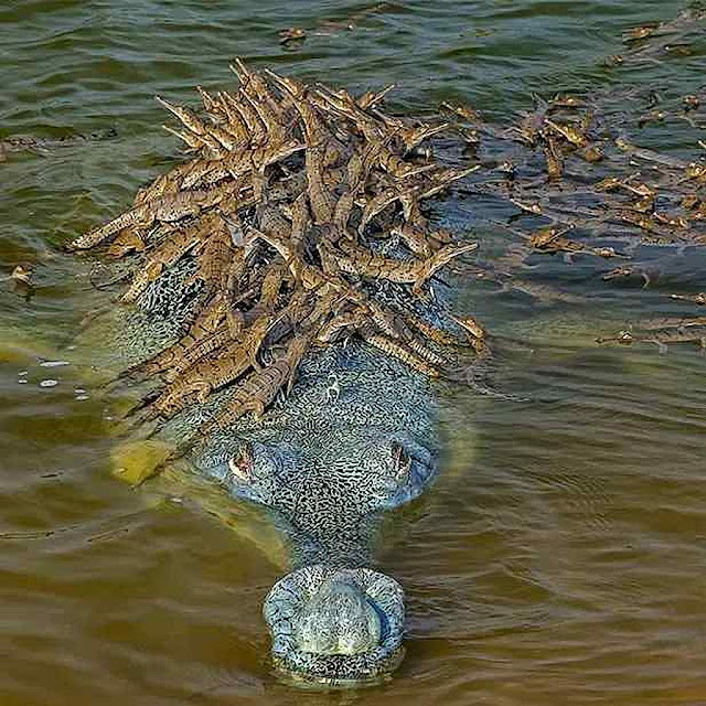 Com 100 filhotes o corcodrilo gavial macho (Gavialis gangeticus) nada numm rio no norte da Índia