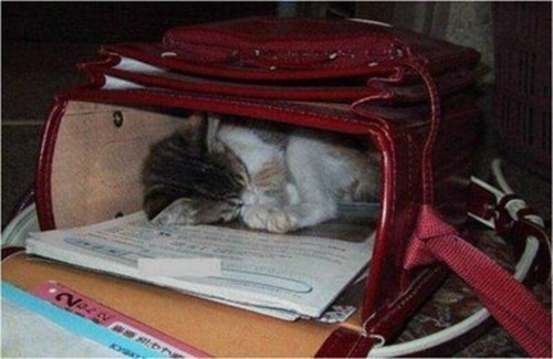 Cats Will Sleep Anywhere 12
