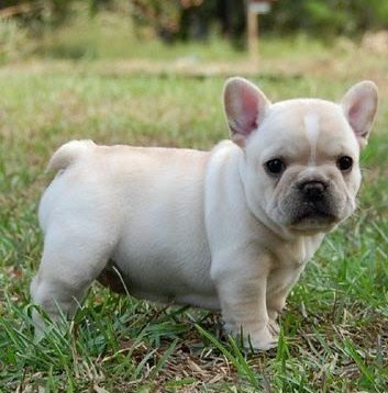 cute french bulldog puppy