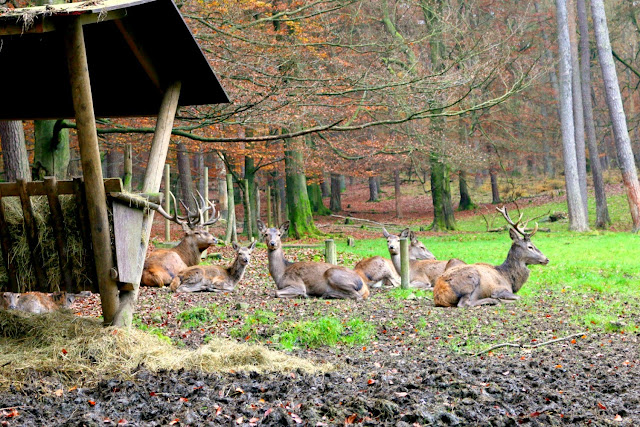 Wild, Herbst