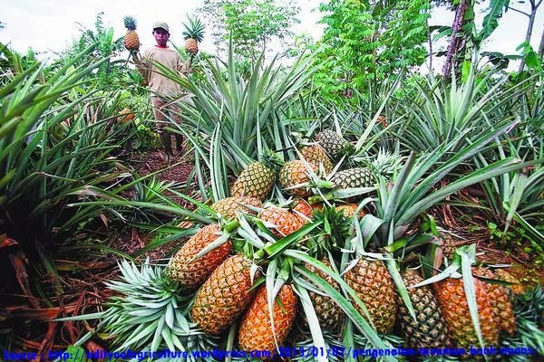  Gambar  Buah  Nanas Aku Buah  Sehat