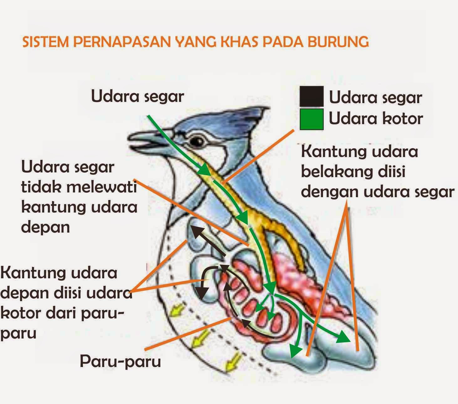 Pengertian System Pernapasan  Pada Hewan Pelajaran 