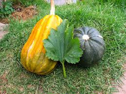 Zapallo calabaza ficha de cultivo