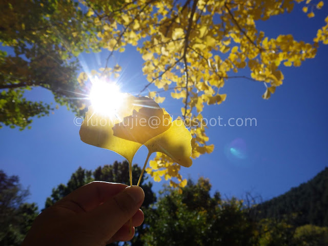 Wuling Farm maple autumn foliage