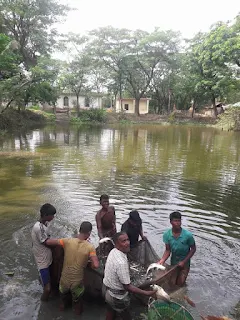 মাছের ছবি