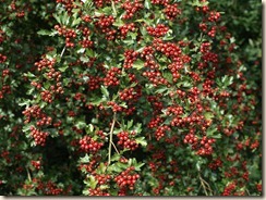 P9062882
