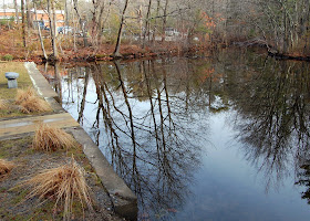 pond reflection