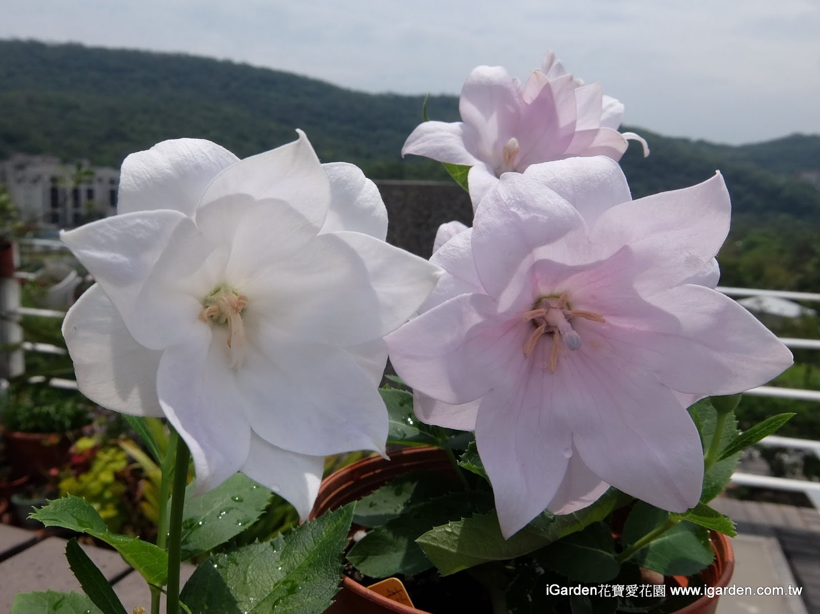 八月開的花 15年8月igarden 頂樓花園實錄 園藝部落格 Igarden 花寶愛花園園藝文摘plus