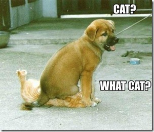 what cat