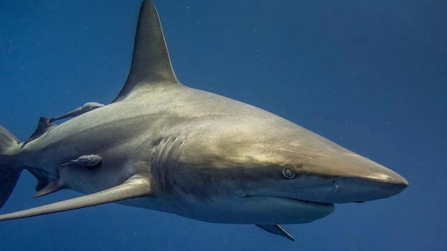 shark facts and trivia