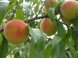 Fruit Alphabetical List - Peaches