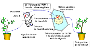 Role of the Ti plasmid in this transgenesis