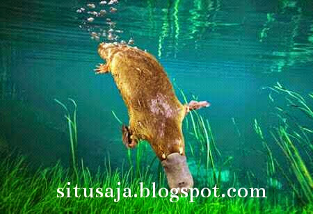 Mengintip Keajaiban Platypus