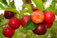 Poza fructelor acerola