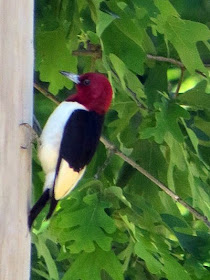 red-headed woodpecker