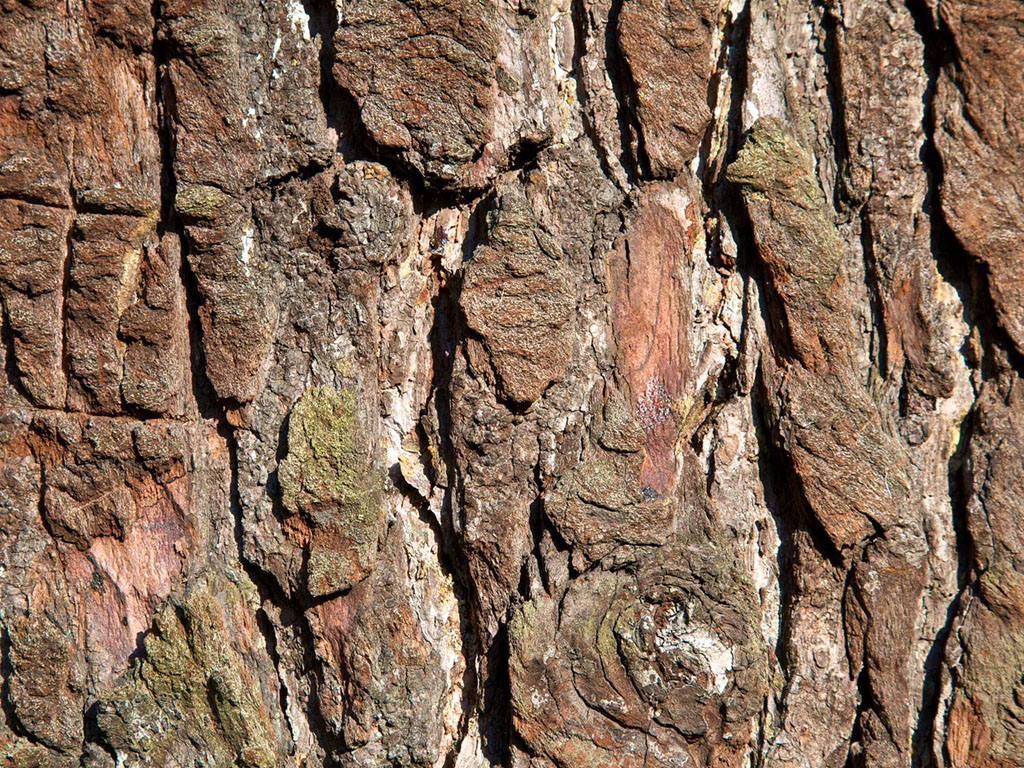 Wallpapers Tree Bark Wallpapers Afalchi Free images wallpape [afalchi.blogspot.com]