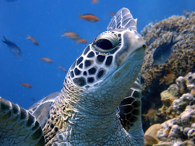 Turtles Gili Islands | Scuba Diving Indonesia