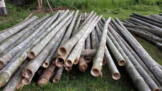 Kami JUAL BAMBU MURAH Jakarta Bogor Depok Tangerang Bekasi. dengan berbagai jenis dan ukuran diantaranya :1.Bambu Petung/ Bitung, 2.Bambu Gombong, 3.Bambu Tali, 4.Bambu Hitam (Kebutuhan Furniture), 5.Bambu Haur dll dengan Harga Terjangkau.
