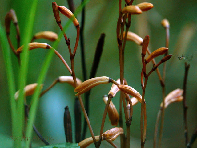 Lecanorchis suginoana