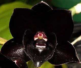 কালো অর্কিড ফুল - অর্কিড ফুলের ছবি ডাউনলোড - Picture of orchid flower- NeotericIT.com