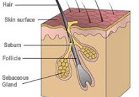 Apa itu Sebum? Efek Positif dan Negatif serta Kaitannya dengan Jerawat
