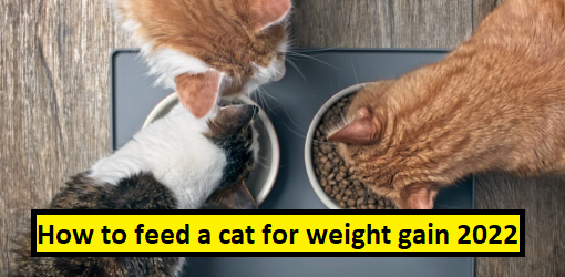 homemade cat food to gain weight how to make cat gain weight human food for cats to gain weight how to make a skinny cat gain weight weight gainer for cats royal canin weight gain cat food what to feed an old cat to gain weight my cat lose weight